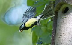 Mésange charbonnière - Parus major - Great Tit<br>Région parisienne
