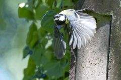 Mésange charbonnière - Parus major - Great Tit<br>Région parisienne
