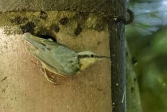Sittelle torchepot - Sitta europaea - Eurasian Nuthatch<br>Région Parisienne