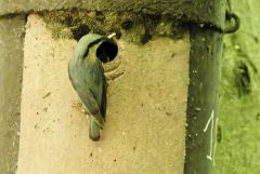 Sittelle torchepot - Sitta europaea - Eurasian Nuthatch<br>Région Parisienne