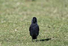 Choucas des tours - Coloeus monedula - Western Jackdaw<br>Région parisienne