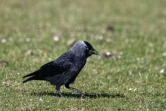Choucas des tours - Coloeus monedula - Western Jackdaw<br>Région parisienne