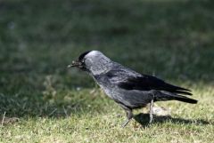 Choucas des tours - Coloeus monedula - Western Jackdaw<br>Région parisienne