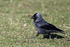 Choucas des tours - Coloeus monedula - Western Jackdaw<br>Région parisienne