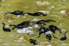 Crapaud commun (tétard) - Bufo bufo - Common toad<br>Vendée