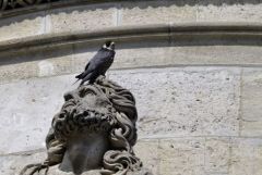 Faucon pèlerin ♀ - Falco peregrinus - Peregrine Falcon<br>Région Parisienne