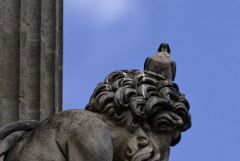 Faucon pèlerin ♀ - Falco peregrinus - Peregrine Falcon<br>Région Parisienne
