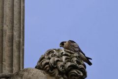 Faucon pèlerin ♀ - Falco peregrinus - Peregrine Falcon<br>Région Parisienne