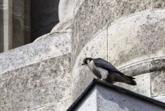 Faucon pèlerin ♀ - Falco peregrinus - Peregrine Falcon<br>Région Parisienne
