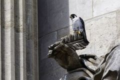 Faucon pèlerin ♂ - Falco peregrinus - Peregrine Falcon<br>Région Parisienne