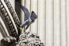 Faucon pèlerin ♂ - Falco peregrinus - Peregrine Falcon<br>Région Parisienne