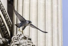 Faucon pèlerin ♂ - Falco peregrinus - Peregrine Falcon<br>Région Parisienne