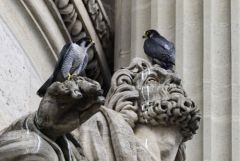 Faucon pèlerin ♀+♂ - Falco peregrinus - Peregrine Falcon<br>Région Parisienne