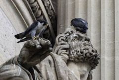 Faucon pèlerin ♀+♂ - Falco peregrinus - Peregrine Falcon<br>Région Parisienne