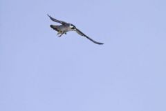 Faucon pèlerin ♂ - Falco peregrinus - Peregrine Falcon<br>Région Parisienne