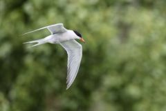Sterne pierregarin - Sterna hirundo - Common Tern<br>Région parisienne
