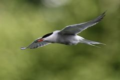 Sterne pierregarin - Sterna hirundo - Common Tern<br>Région parisienne