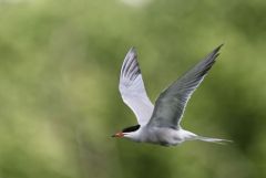 Sterne pierregarin - Sterna hirundo - Common Tern<br>Région parisienne