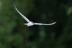 Sterne pierregarin - Sterna hirundo - Common Tern<br>Région parisienne