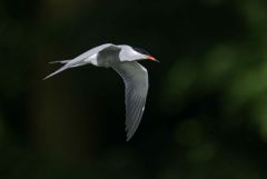 Sterne pierregarin - Sterna hirundo - Common Tern<br>Région parisienne