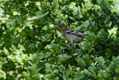 Pinson des arbres ♀  - Fringilla coelebs - Eurasian Chaffinch<br>Vendée