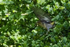 Pinson des arbres ♀  - Fringilla coelebs - Eurasian Chaffinch<br>Vendée