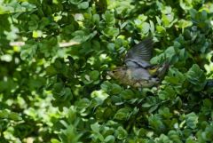 Pinson des arbres ♀  - Fringilla coelebs - Eurasian Chaffinch<br>Vendée
