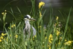 Héron cendré - Ardea cinerea - Grey Heron<br>Vendée