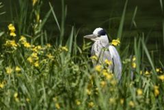 Héron cendré - Ardea cinerea - Grey Heron<br>Vendée
