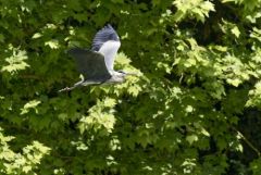 Héron cendré - Ardea cinerea - Grey Heron<br>Région parisienne