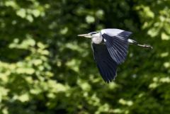 Héron cendré - Ardea cinerea - Grey Heron<br>Région parisienne