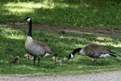 Bernache du Canada - Branta canadensis - Canada Goose<br>Région Parsienne
