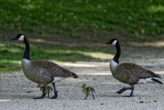 Bernache du Canada - Branta canadensis - Canada Goose<br>Région Parsienne