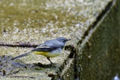 Bergeronnette des ruisseaux - Motacilla cinerea - Grey Wagtail<br>Région parisienne