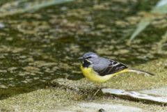 Bergeronnette des ruisseaux - Motacilla cinerea - Grey Wagtail<br>Région parisienne
