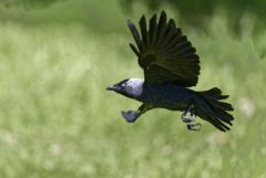 Choucas des tours - Coloeus monedula - Western Jackdaw<br>Région parisienne