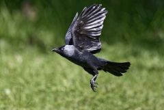 Choucas des tours - Coloeus monedula - Western Jackdaw<br>Région parisienne