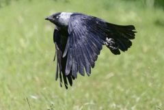 Choucas des tours - Coloeus monedula - Western Jackdaw<br>Région parisienne