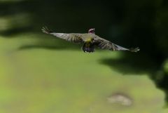 Pic vert ♀ - Picus viridis - European Green Woodpecker<br>Région parisienne