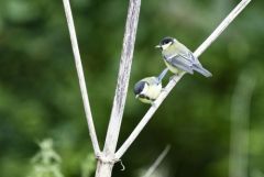 Mésange charbonnière (Adulte et juvénile) - Parus major - Great Tit<br>Région parisienne