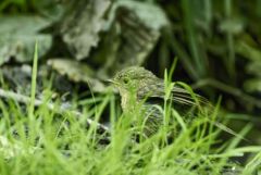 Rougegorge familier juvénile - Erithacus rubecula - European Robin<br>Vendée