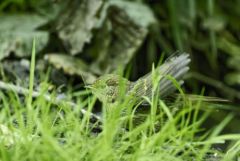 Rougegorge familier juvénile - Erithacus rubecula - European Robin<br>Vendée