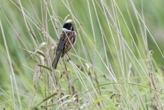 Bruant des roseaux ♂ - Emberiza schoeniclus - Common Reed Bunting<br>Vendée