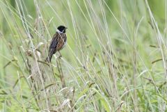 Bruant des roseaux ♂ - Emberiza schoeniclus - Common Reed Bunting<br>Vendée