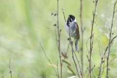 Bruant des roseaux ♂ - Emberiza schoeniclus - Common Reed Bunting<br>Vendée
