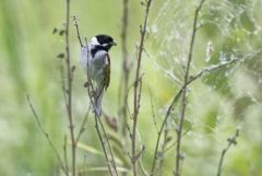 Bruant des roseaux ♂ - Emberiza schoeniclus - Common Reed Bunting<br>Vendée