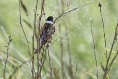 Bruant des roseaux ♂ - Emberiza schoeniclus - Common Reed Bunting<br>Vendée