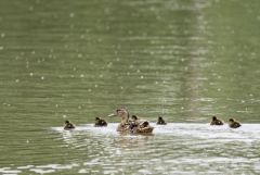 Cane et canetons - Anas platyrhynchos - Mallard<br>Région Parisienne