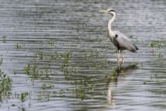 Héron cendré - Ardea cinerea - Grey Heron<br>Vendée