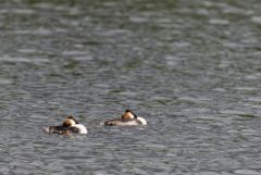 Grèbe huppé - Podiceps cristatus - Great Crested Grebe<br>Région parisienne